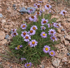 Erigeron pinnatisectus