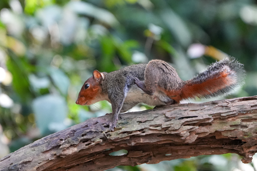 Chinese Red-cheeked Squirrel (Dremomys ornatus) — Data Deficient Mammalia
