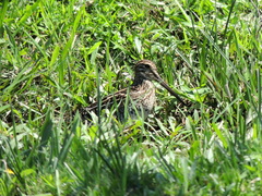 Gallinago paraguaiae