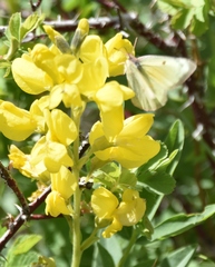 Thermopsis montana