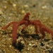 Orangutan Crabs - Photo (c) prilfish, some rights reserved (CC BY)