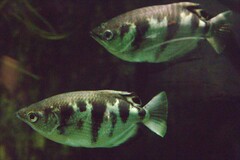 Smallscale Archerfish photo 2