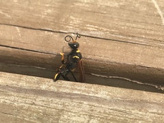 Sceliphron caementarium