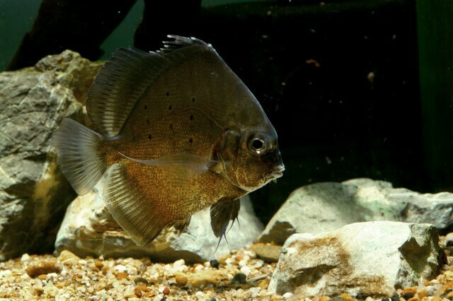 Spotted Sicklefish