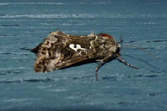 Syngrapha alias