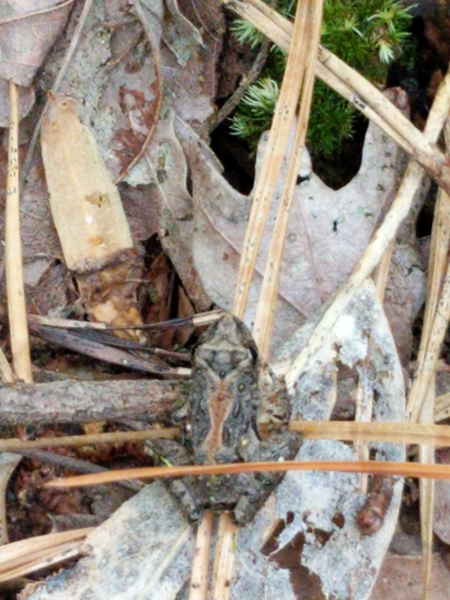 eastern cricket frog, northern cricket frog, rana-grillo norteño