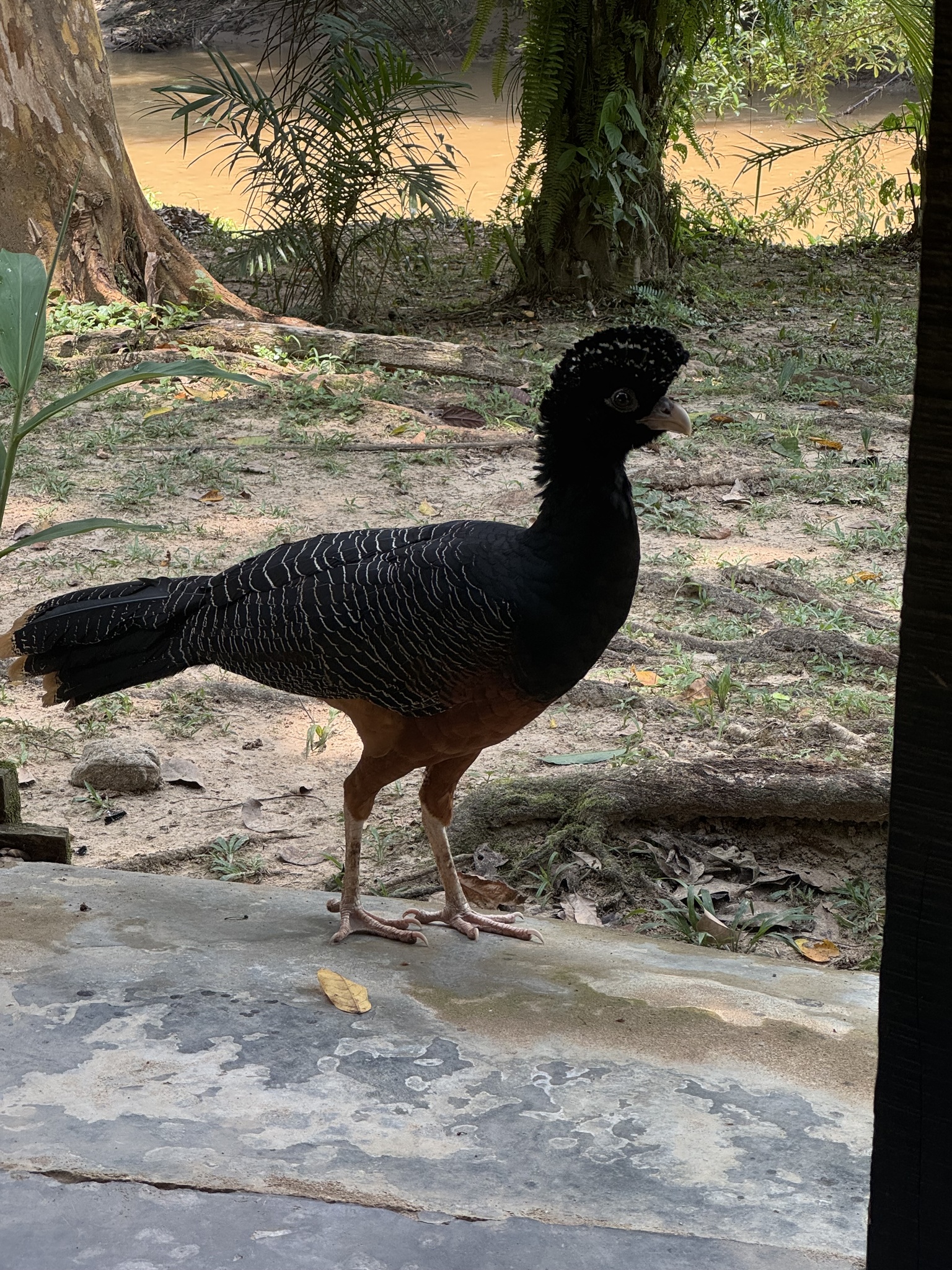 Blue-billed Curassow (Crax alberti), photo 6