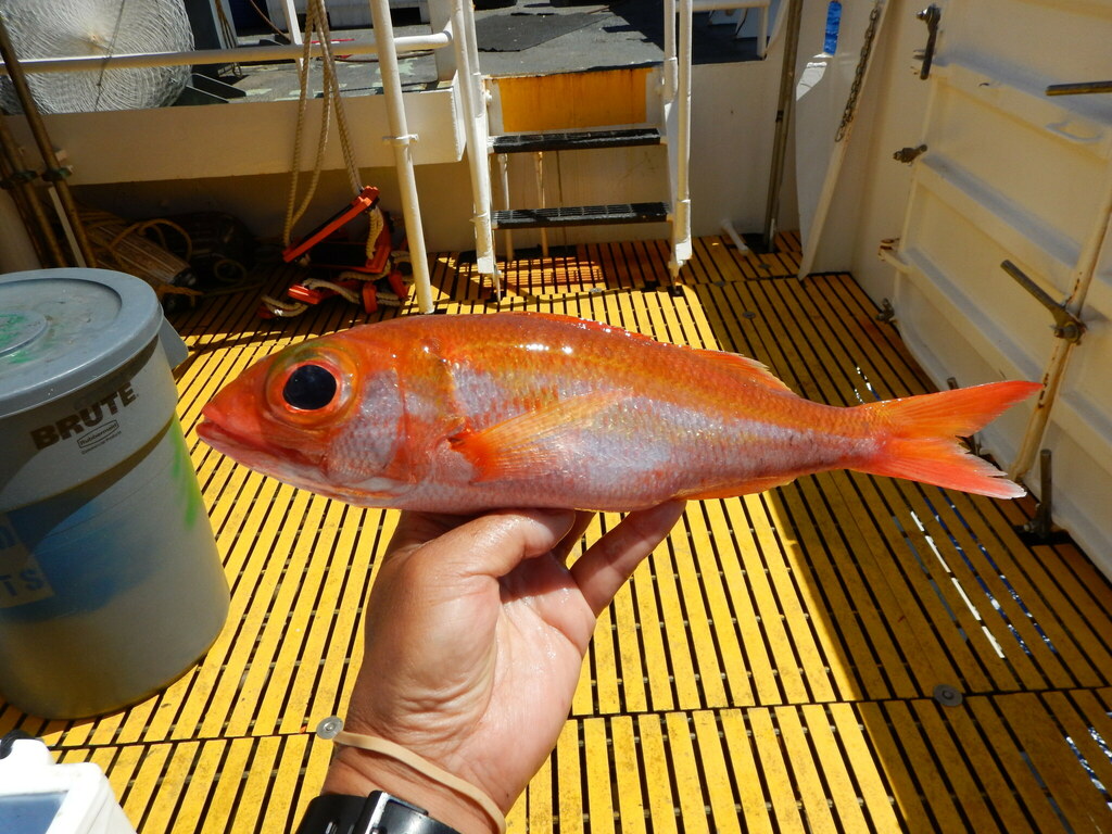 Photo of a 'Ula'ula