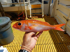 Ruby Snapper photo 4