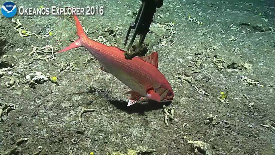 Pale Snapper