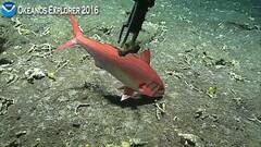 Pale Snapper photo 1
