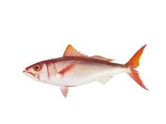 Pale Snapper photo 2