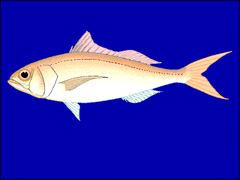 Pale Snapper photo 4