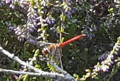 Sympetrum sanguineum