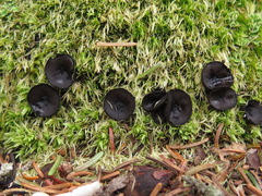 Pseudoplectania sphagnophila
