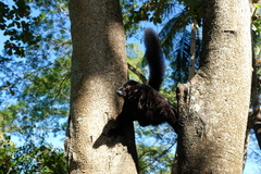 Eulemur macaco