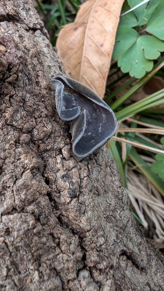 Auricularia polytricha · February 2025 · photo: © atsushi_nakajima_cirque (iNaturalist, cc-by)