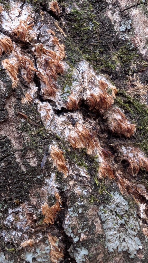 Radulomyces copelandii · February 2025 · photo: © atsushi_nakajima_cirque (iNaturalist, cc-by)