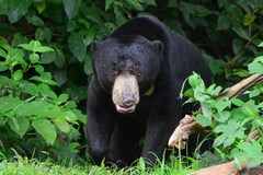 Helarctos malayanus malayanus