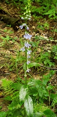 Lobelia spicata