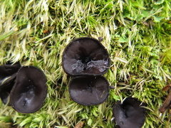 Pseudoplectania sphagnophila