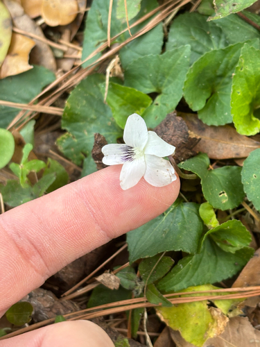 Viola floridana