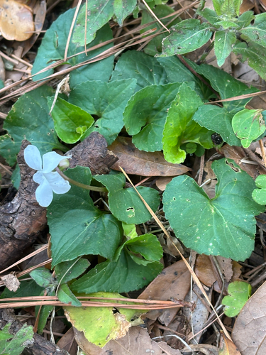 Viola floridana, photograph 1