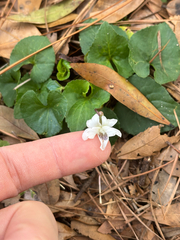Viola floridana, photograph Tyler Radtke, CC0, iNaturalist via GBIF