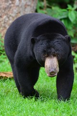 Helarctos malayanus malayanus