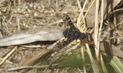 Anthrax cordillerensis