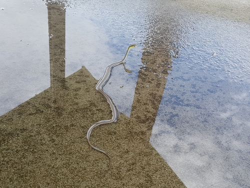 Common Tree Snake sighting