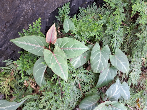 Tuber fleeceflower (Reynoutria multiflora)