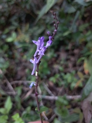 Scutellaria playfairii