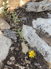 Heterotheca cinerascens