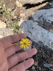 Heterotheca cinerascens