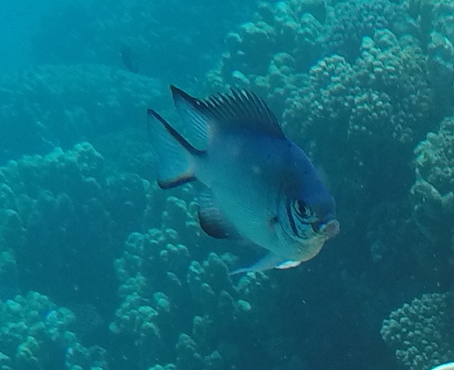 Green Damselfish — seen at this dive site