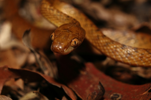 Brown Tree Snake sighting