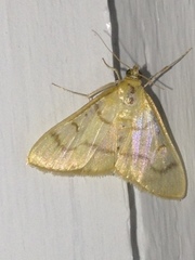 Helvibotys helvialis