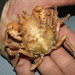 Schizophrys - Photo (c) Bill & Mark Bell, algunos derechos reservados (CC BY-NC-SA)