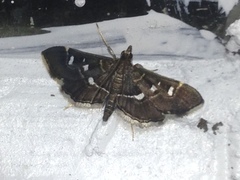 Diathrausta