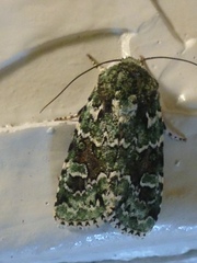 Lacinipolia laudabilis