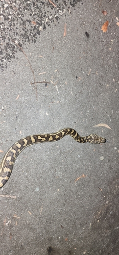 Coastal Carpet Python sighting