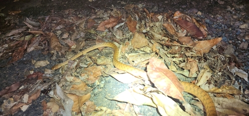 Brown Tree Snake sighting