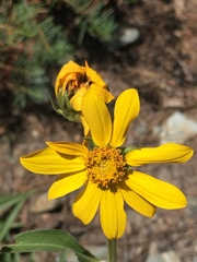 Helianthella