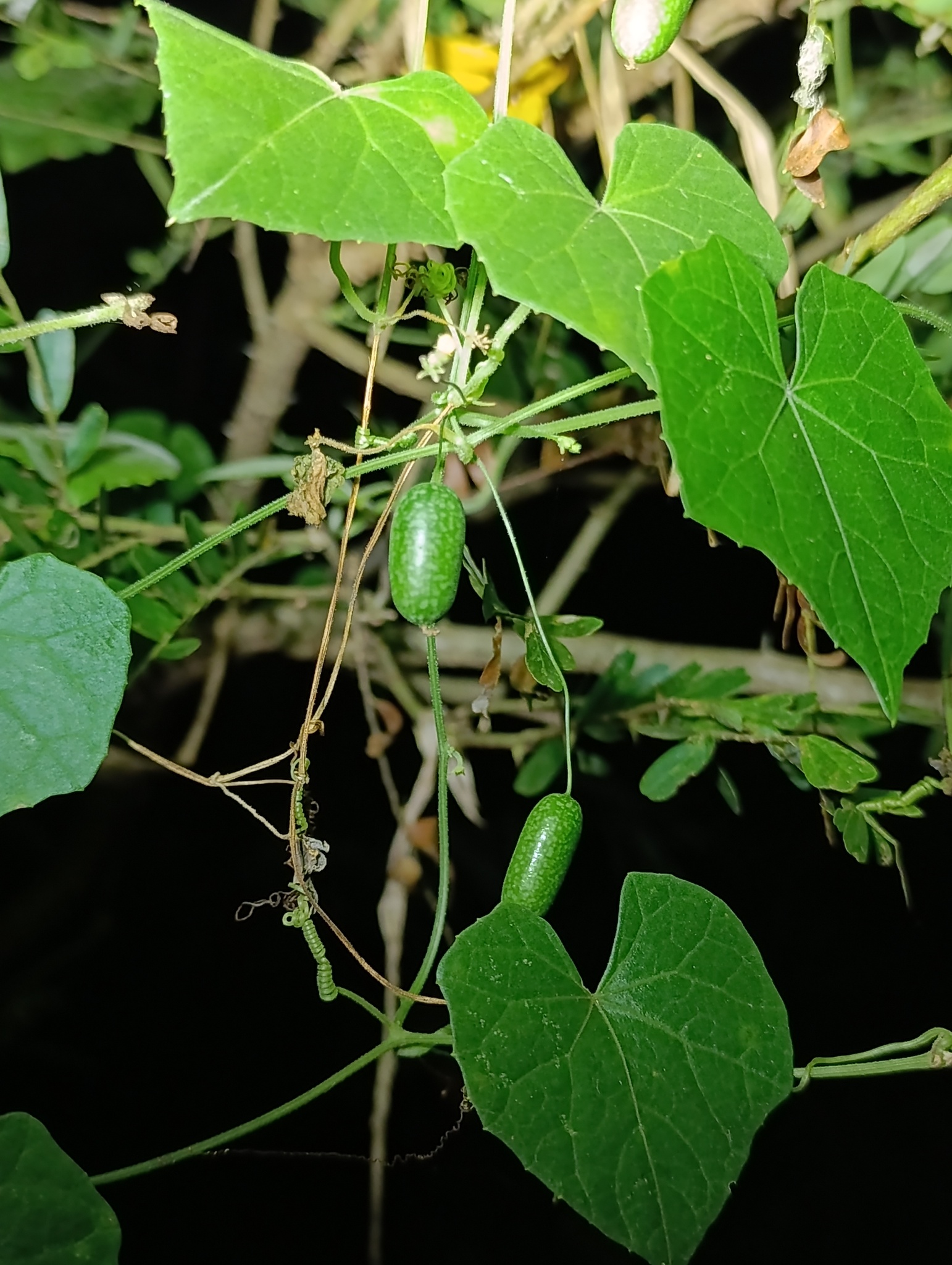 Melothria pendula