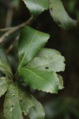 Helicia reticulata