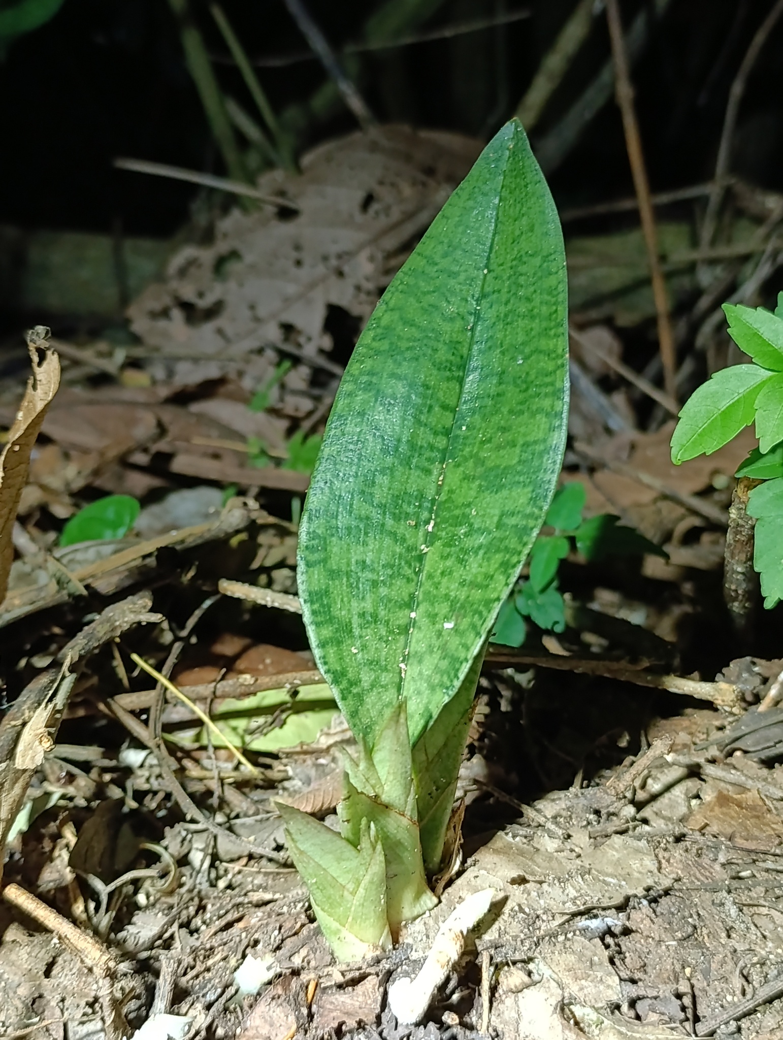 Eulophia maculata