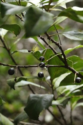 Helicia reticulata, photograph 2