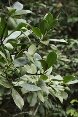 Helicia reticulata, photograph author not stated, no rights reserved