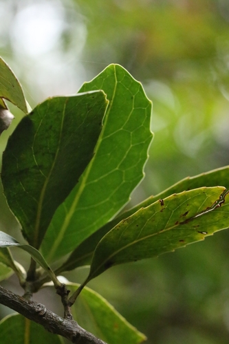 Helicia reticulata, photograph 4